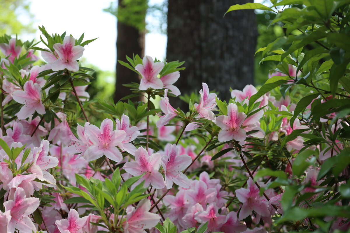 Azalea blossoms