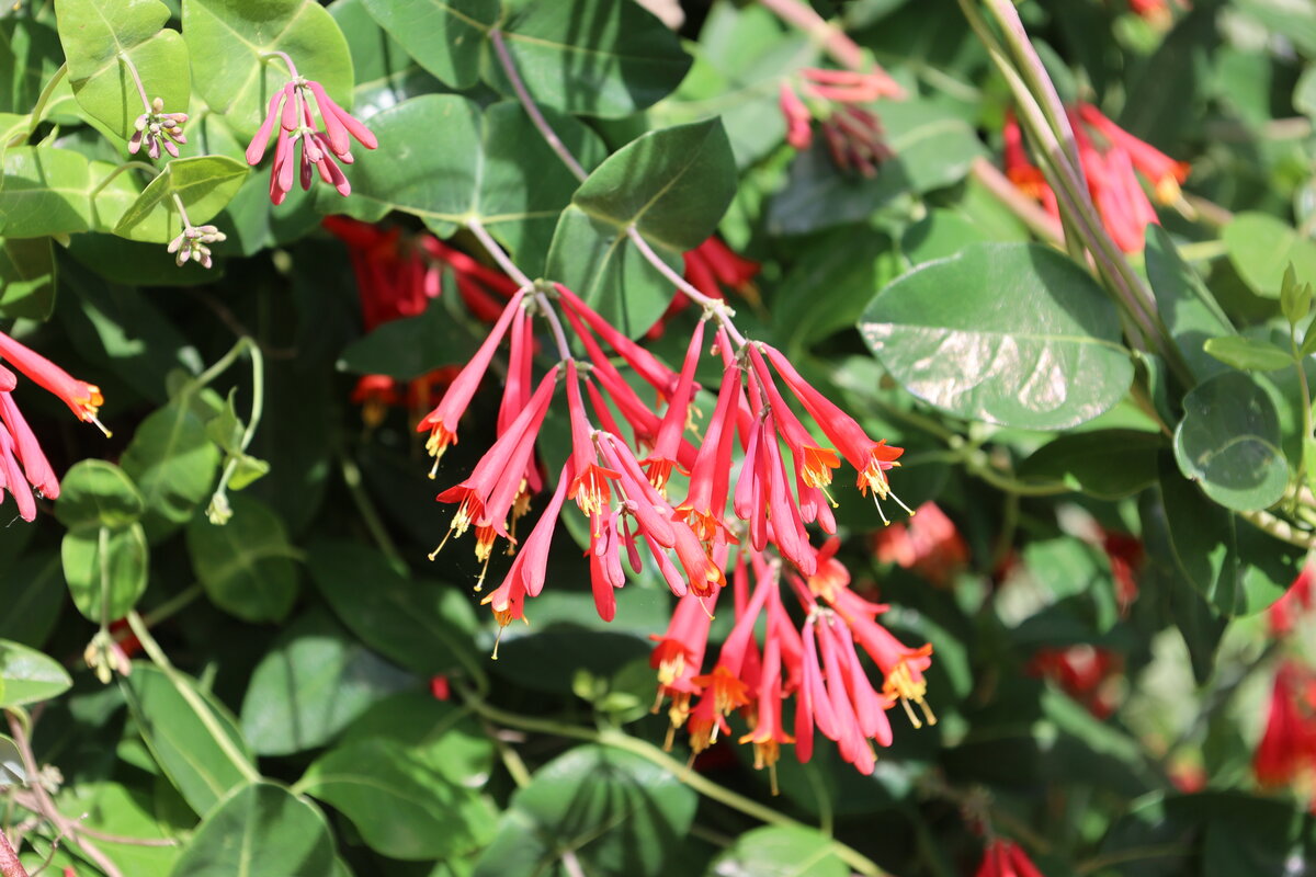 Coral honeysuckle