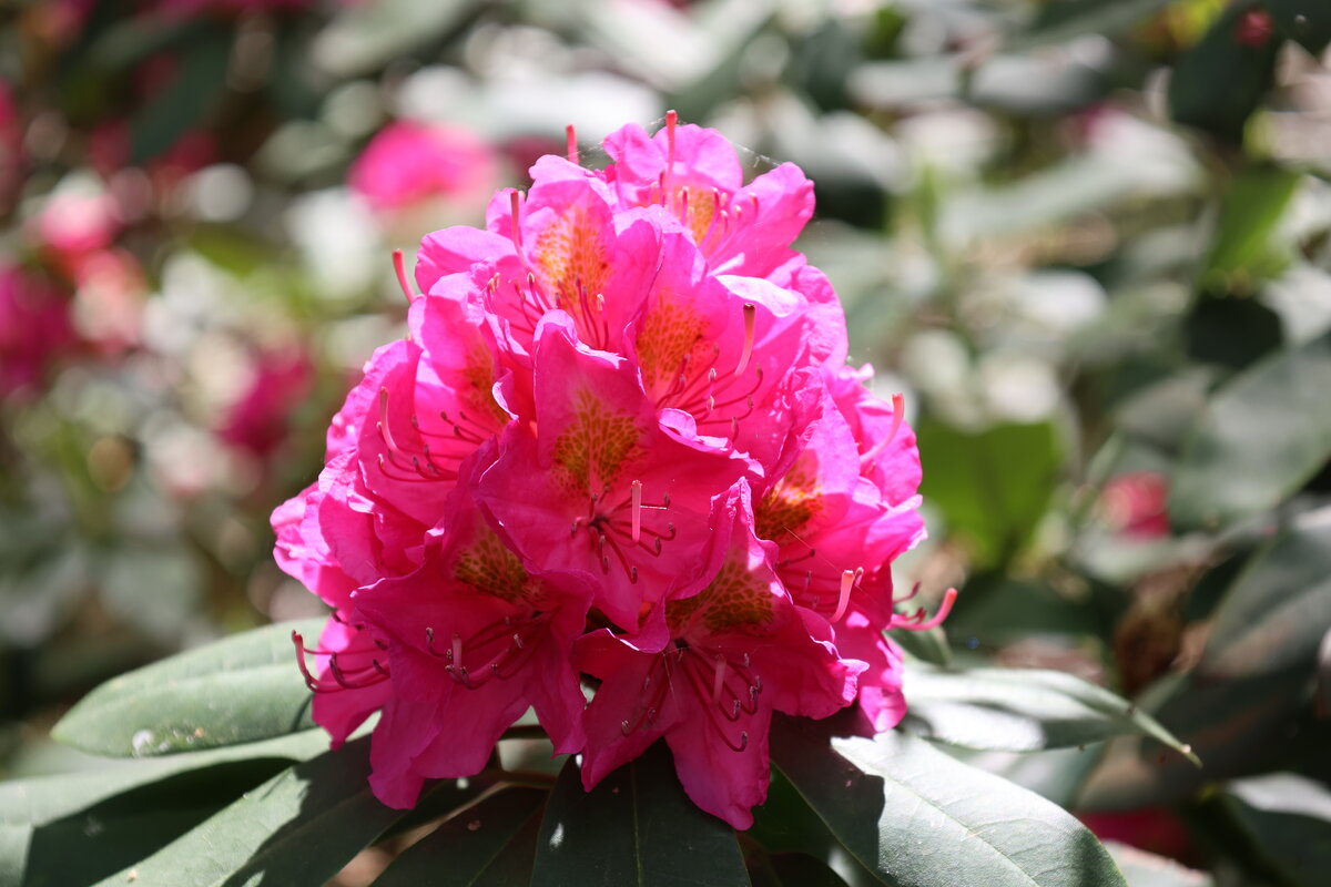 Rhododendron in bloom