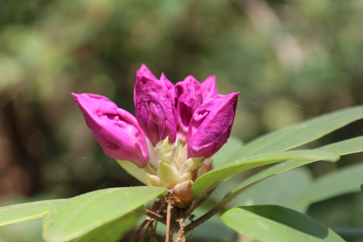 Rhododendron bud