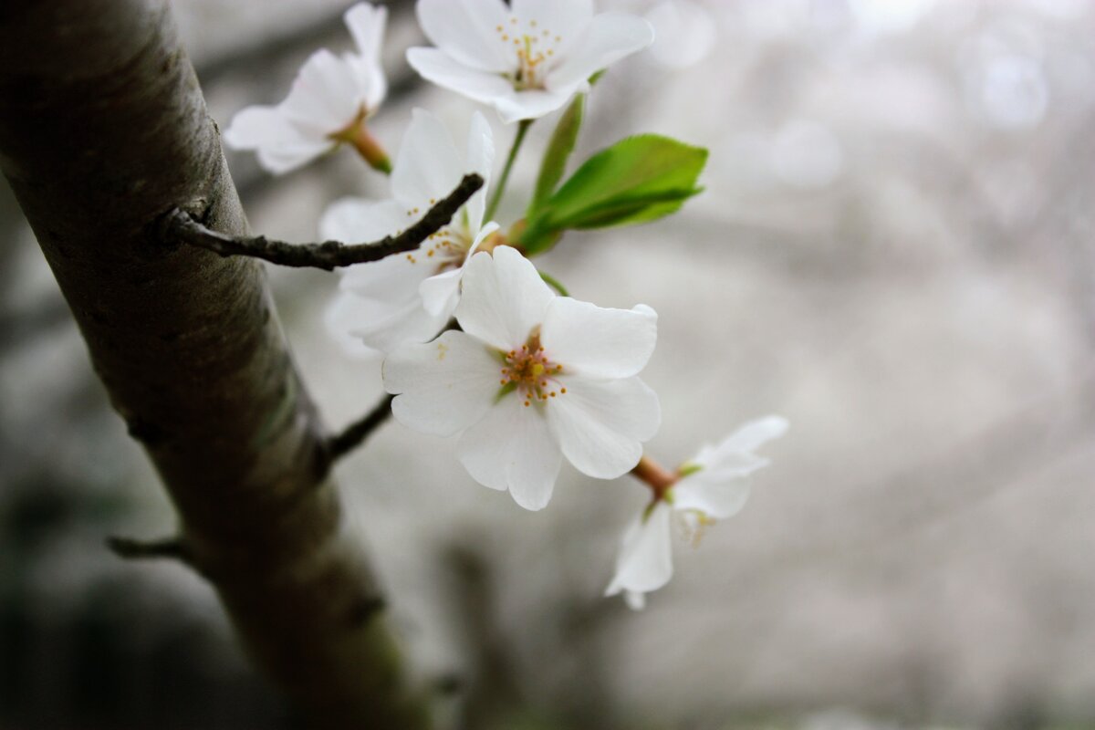 Cherry blossoms