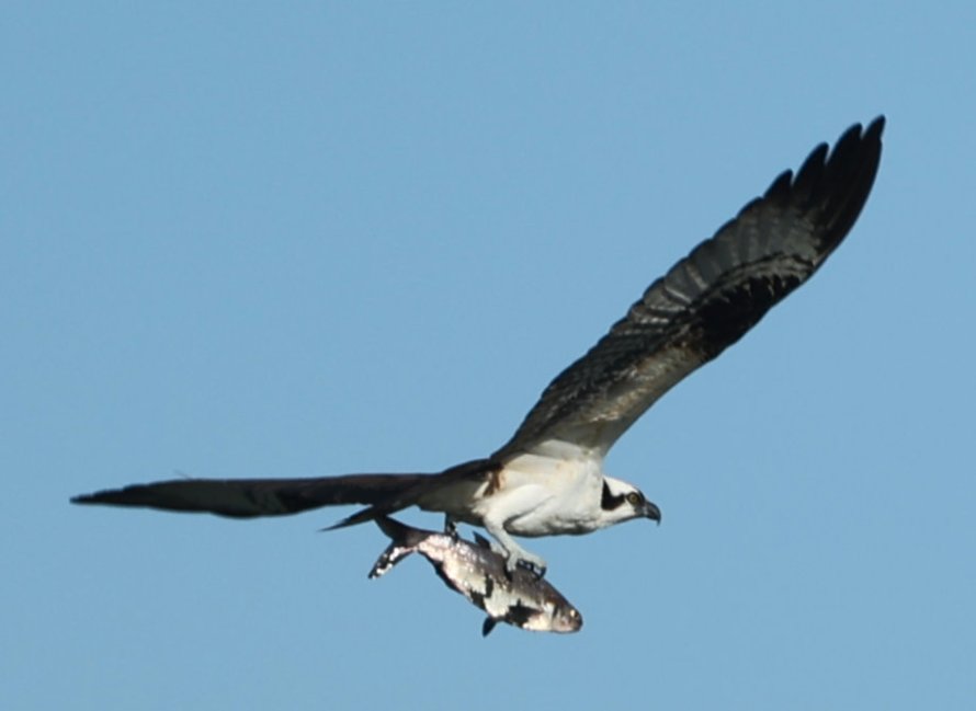 Osprey