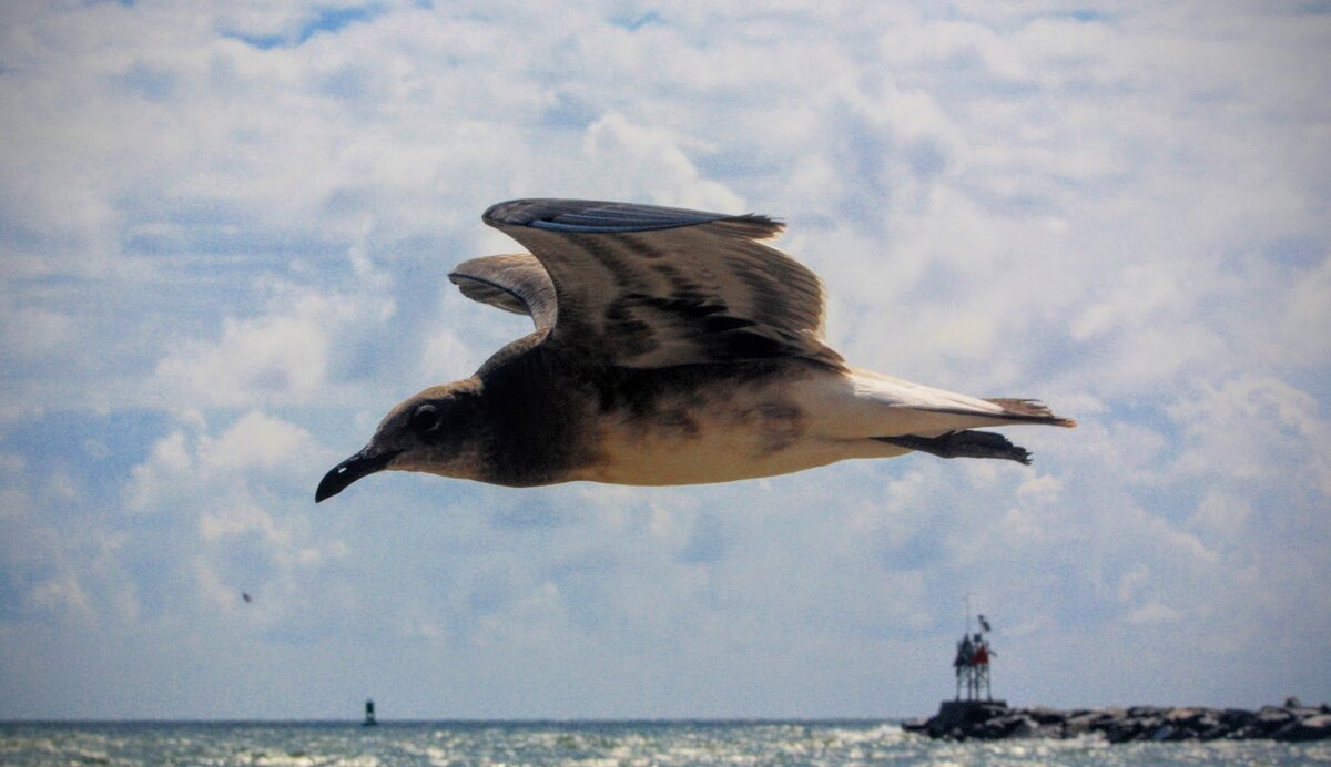 Seagull in flight